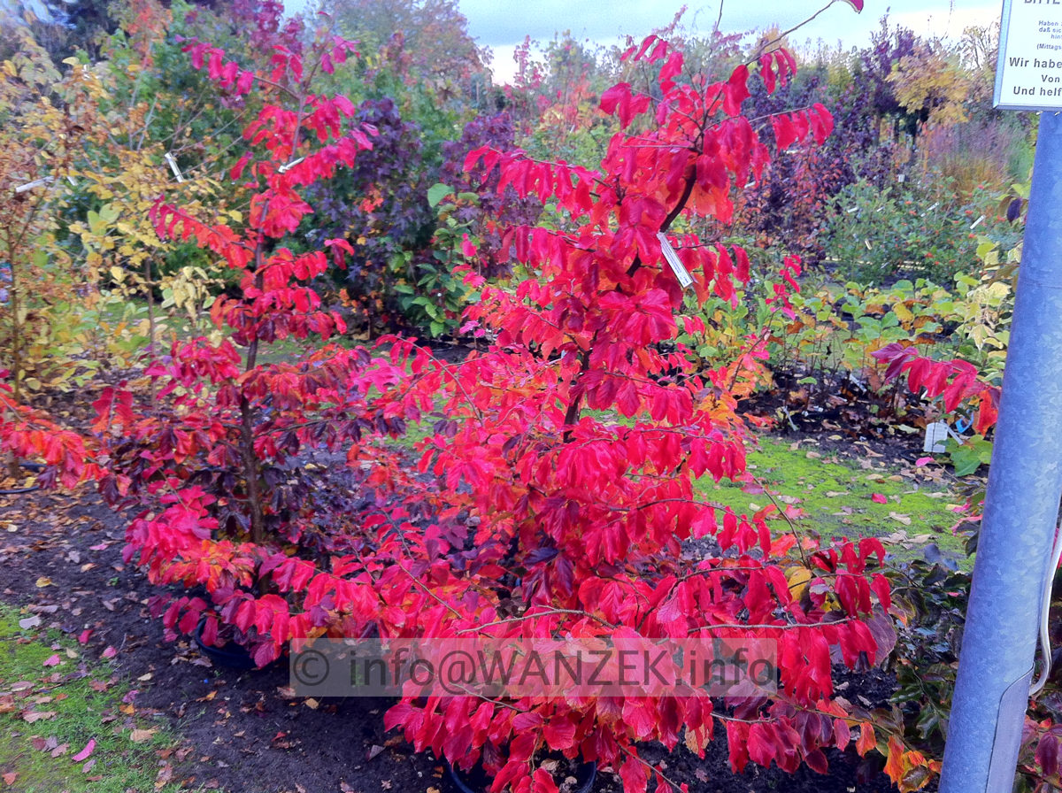 Parrotia persica Vanessa 03.JPG